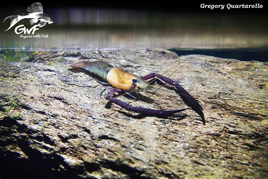 Un aquarium sur le campus